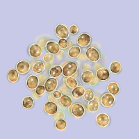 IsochrysisThumb