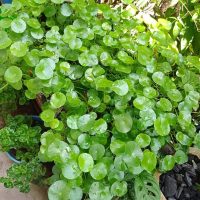 centella-asiatica